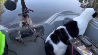 Swimming cat (Dash) jumping and swimming in the lake again - April 22, 2023 by Ritchie White 6,311 views 1 year ago 1 minute, 57 seconds