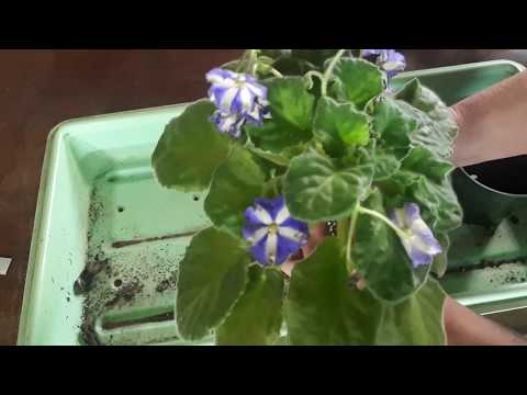 When and how to repot an African violet plant