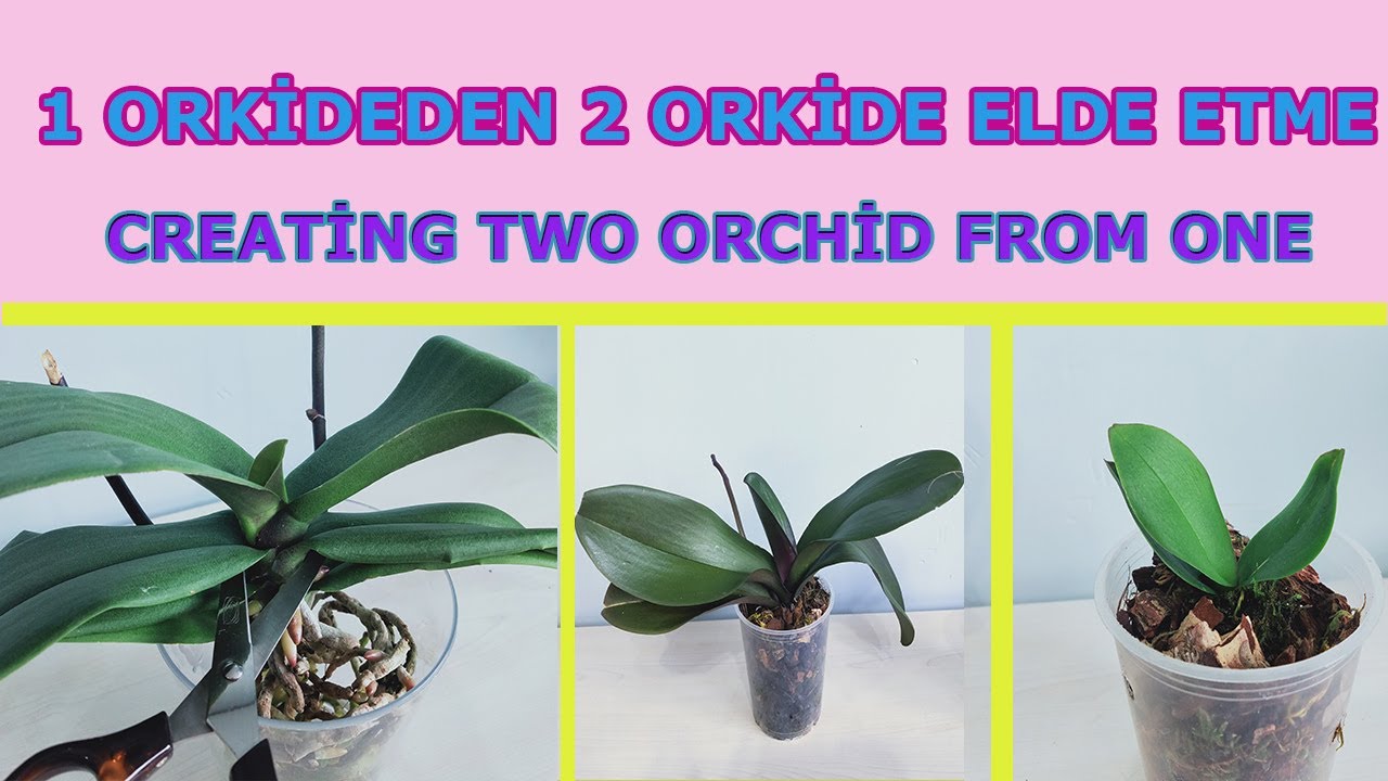 1 orkideden 2 orkide elde etme orkideyi keserek cogaltma keiki olusturma koklerle orkide cogaltma youtube orkideler sifali bitki bahcesi cicek