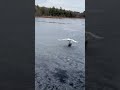 Awkward Swan on Ice #swan #birds #wildlife