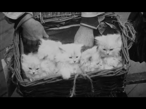 A Cat And Dog Life, Alexandra Palace and Crystal Palace (1928) | Britain on Film Instructional Video A Cat And Dog Life, Alexandra Palace and Crystal Palace (1928) | Britain on Film Instructional Video