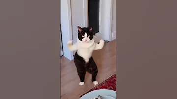 Tom And Jerry Cat Dance رقص القطط القط المضحك قطة كيوت 
