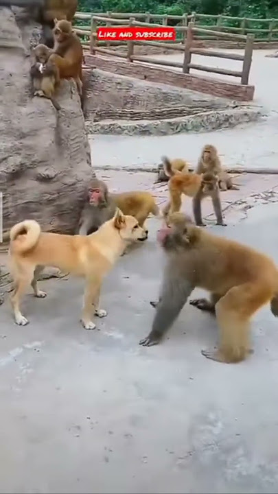 Best fight between Dog and Monkey💯😎#shorts #funny #ytshorts #dogs#rockstar