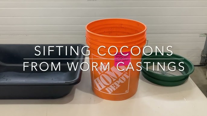 Many cocoons seen in my nightcrawler VermiBag (ANCs) - worm vermicomposting  