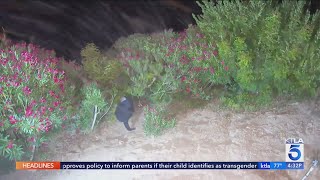 Author thwarts home invasion in Calabasas