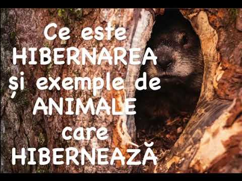 Video: Caracteristici ale animalelor: de ce ursul hibernează
