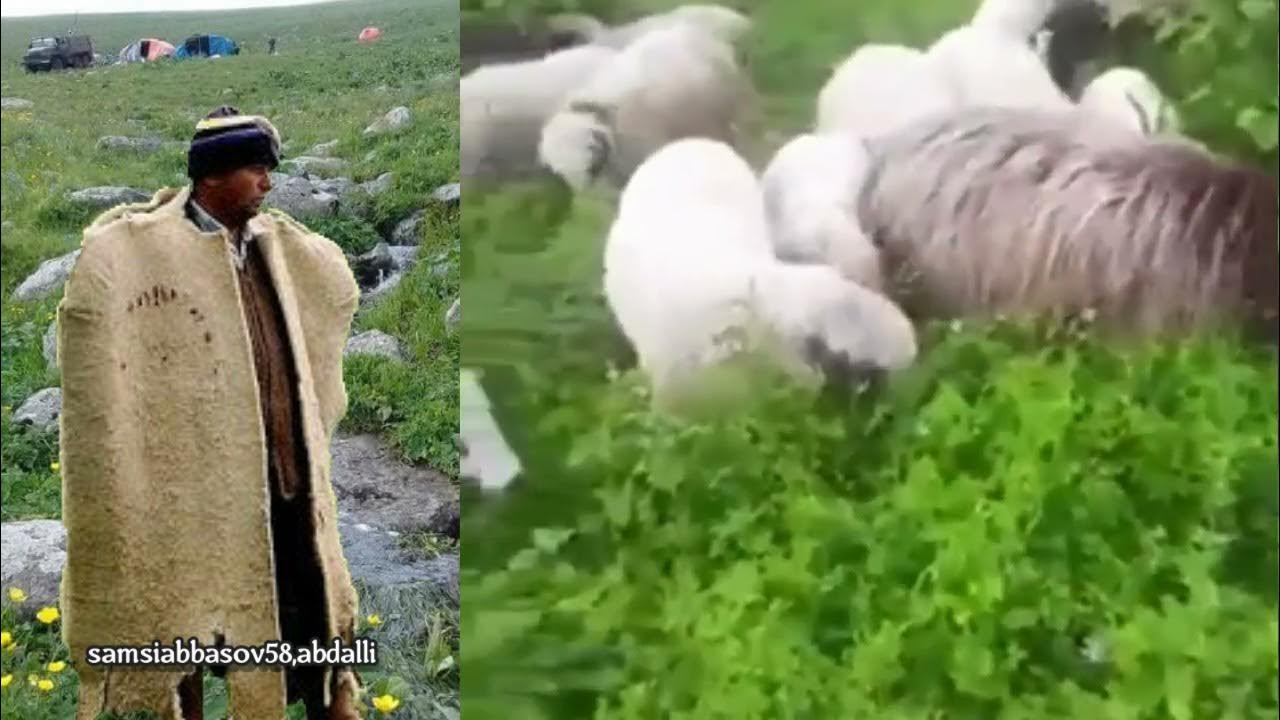 çoban