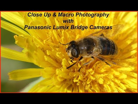 panasonic-bridge-cameras---basic-photography-part-4,-close-up-&-macro