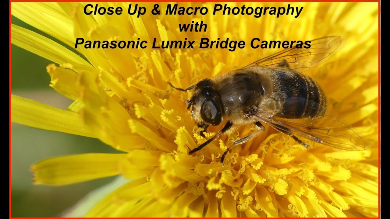 Panasonic Bridge Cameras - Photography 4, Close Up Macro YouTube