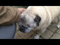 Making My Way to You, a senior pug's effort to her owner