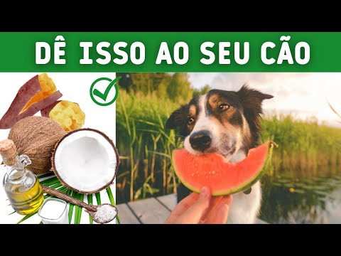 Vídeo: Este cão cego tem seu próprio cão-guia e eles vão derreter seu coração