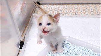 Nan Nan Back Skip Navigation Search Search Sign In Home Home Explore Explore Shorts Shorts Subscriptions Subscriptions Library Library History History Unavailable Videos Are Hidden Play All 130グラムで保護された子猫のハムちゃんとコンちゃん