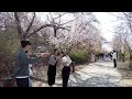 Seoul Walk - Cherry Blossom Buds