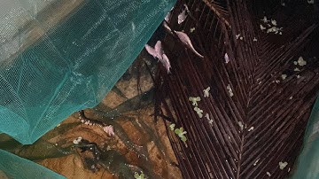 Mô Hình Rắn Rivoi Mề Dinh