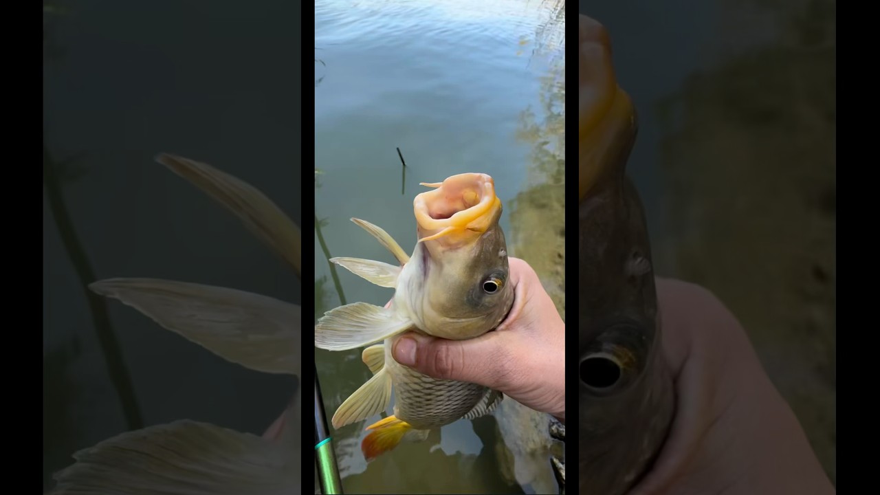 Machli pakadne ka video | Machhali jal ki rani hai | Machhali ka shikar 