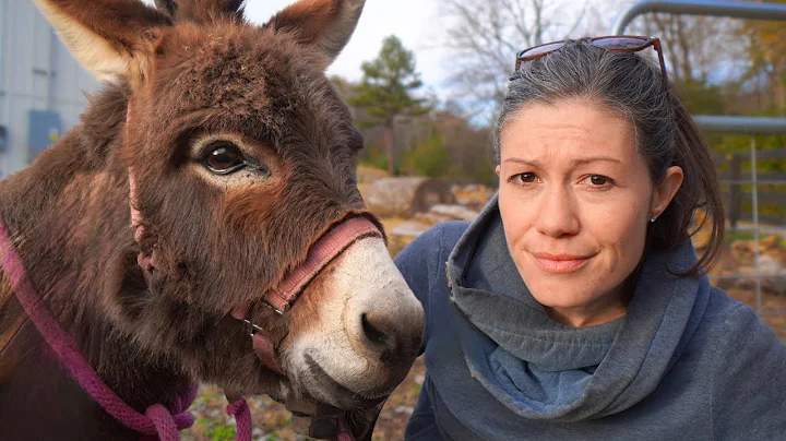 Please Don’t Get a Donkey