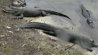 Alligator Swamp and Spoonbills 07-19-2018 18:43:25 - 19:43:24