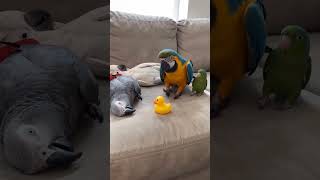 THE RUBBER DUCK INCIDENT 🐥😂