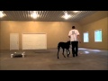 Gunner (Great Dane) Dog Training Boot Camp Video Minnesota Gunner (Great Dane) Dog Training Boot Camp Video Minnesota