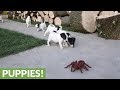 Jack Russell puppies take on huge robotic spider