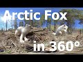 Arctic Fox Adaptations in 360