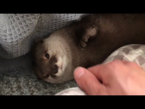カワウソさくら トイレ行ってる間にいなくなった otter who disappeared while going to the toilet