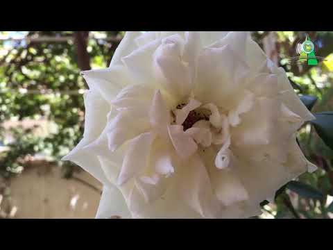 اللهم بك اصبحنا وعليك توكلنا
