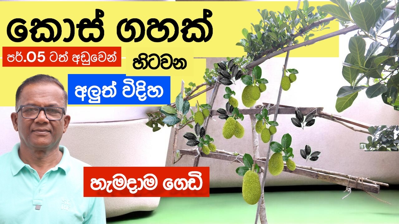 කොස් ගහක් හිටවන්න ඉඩ මදිද? අලුත් විදිහට පොඩි ඉඩක කොස් |Jackfruit Growing Methods|Ceylon Agri|Epi.454