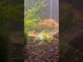 The Easiest Calcium Supplement Ever! #fishkeepinghobby #fishtank #fishtok #aquascapegallery #shrimp
