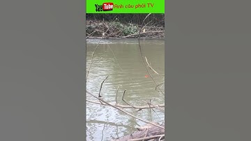 Câu cá rô cập theo con nước | Anh câu phủi TV