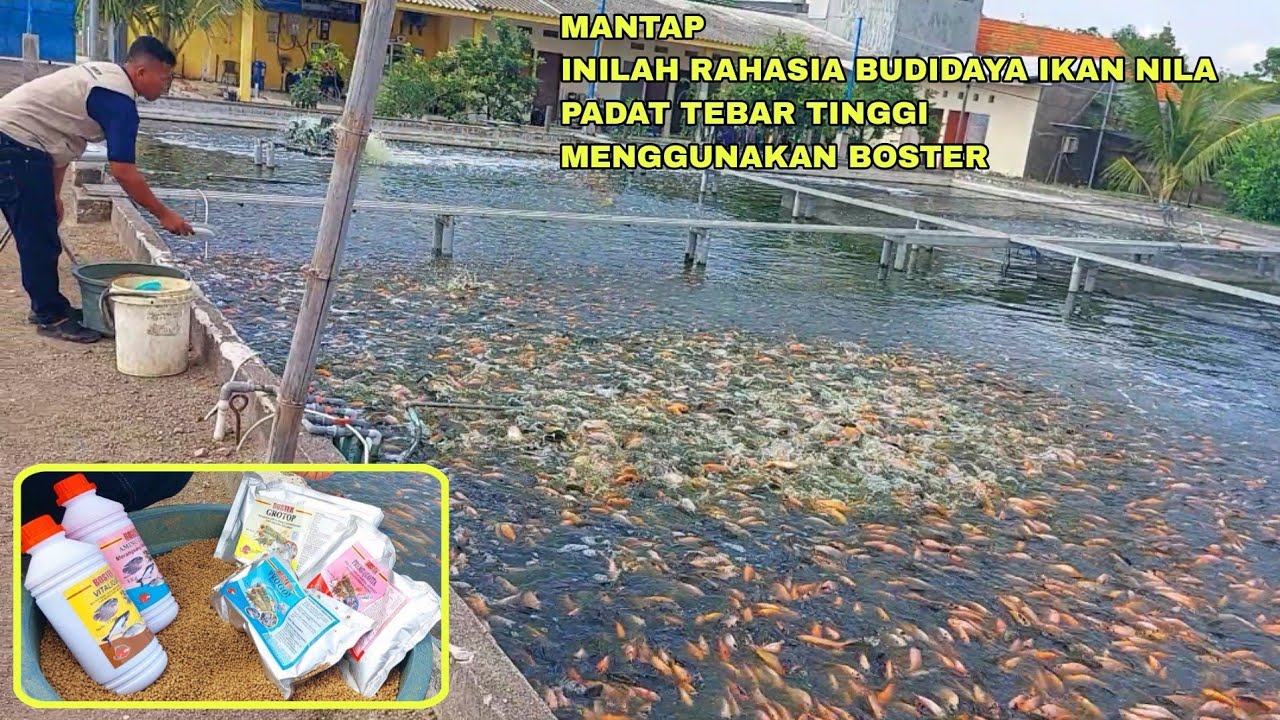 MANTAP, INILAH RAHASIA BUDIDAYA IKAN NILA PADAT TEBAR TINGGI MENGGUNAKAN BOSTER