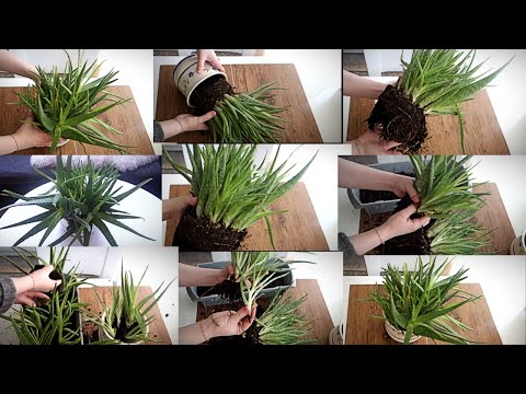 Video: Kur të transplantoni Aloe - Këshilla për Rivendosjen e Një Bime Aloe