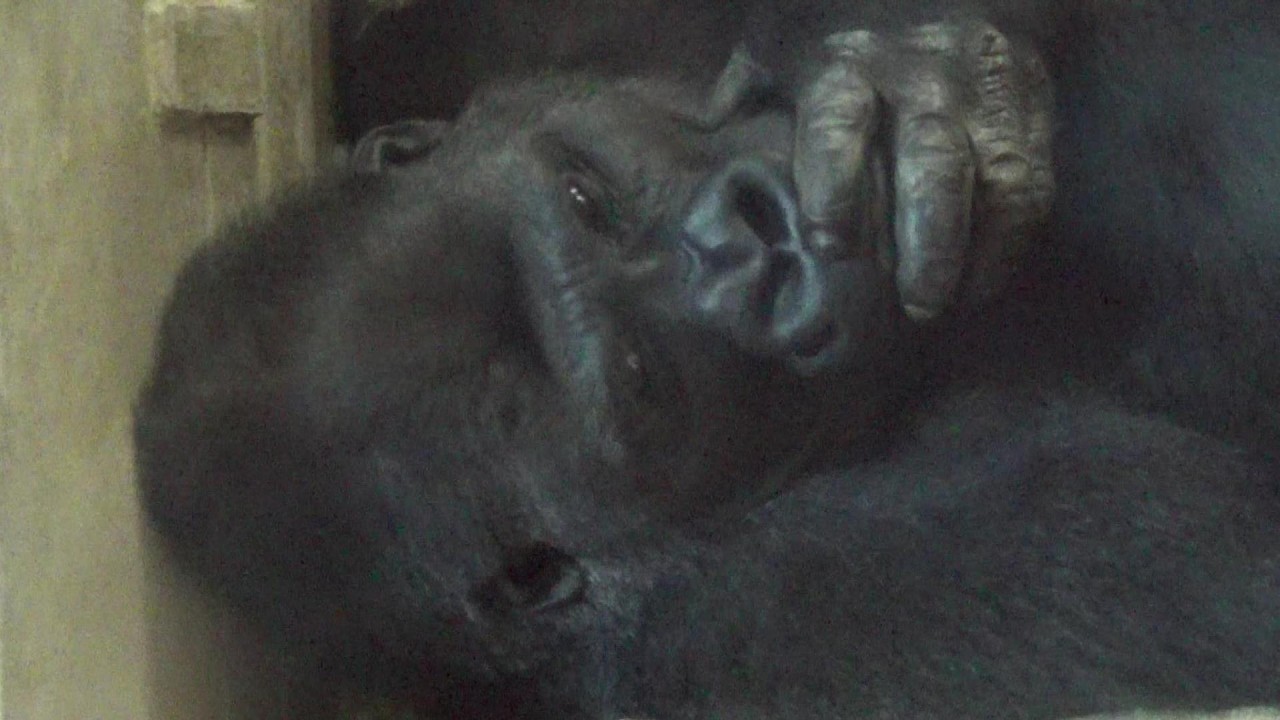Amazing gorilla family #245 ゴリラ一家の日常【Cute animal videos