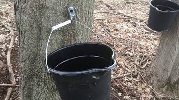 Making 2 Gallons of Maple Syrup in Wisconsin!