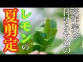 【レモン】来年実を付けたいなら夏芽の剪定をしてください