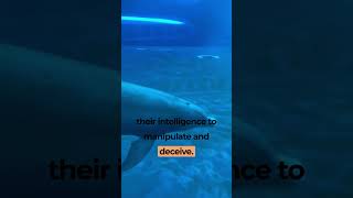 Famous Dolphins are NOT who you think they are! ⚠️🐬⚠️ Wealth