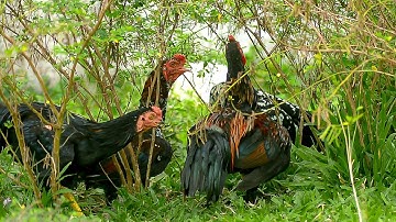 Wild fowl, nest where the chickens rest in the forest