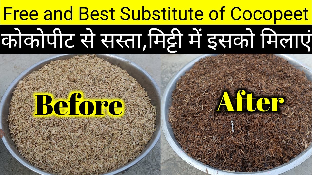 धान की भूसी गेहूं का भूसा लकड़ी का बुरादा कैसे डीकम्पोज करें/Free and Best Substitute of Cocopeet 