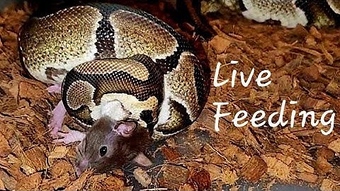 Crushed Up The Rat  / Warning Python Live Feeding