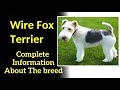 Wire Fox Terrier. Pros and Cons, Price, How to choose, Facts, Care, History