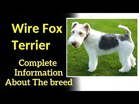 Wire Fox Terrier. Pros and Cons, Price, How to choose, Facts, Care, History
