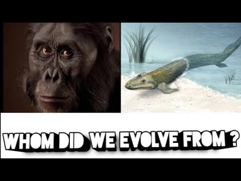 HUMAN EVOLUTION || PART 1 || A BIG QUESTION || TNF - YouTube