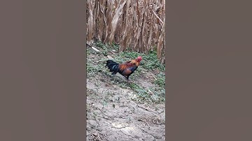 gà rừng mã vàng tơ cực xong.qaib qus khav theeb