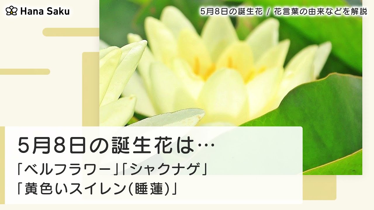 5月8日の誕生花 花言葉の由来 誕生日の有名人 何の日かも解説 Hanasaku
