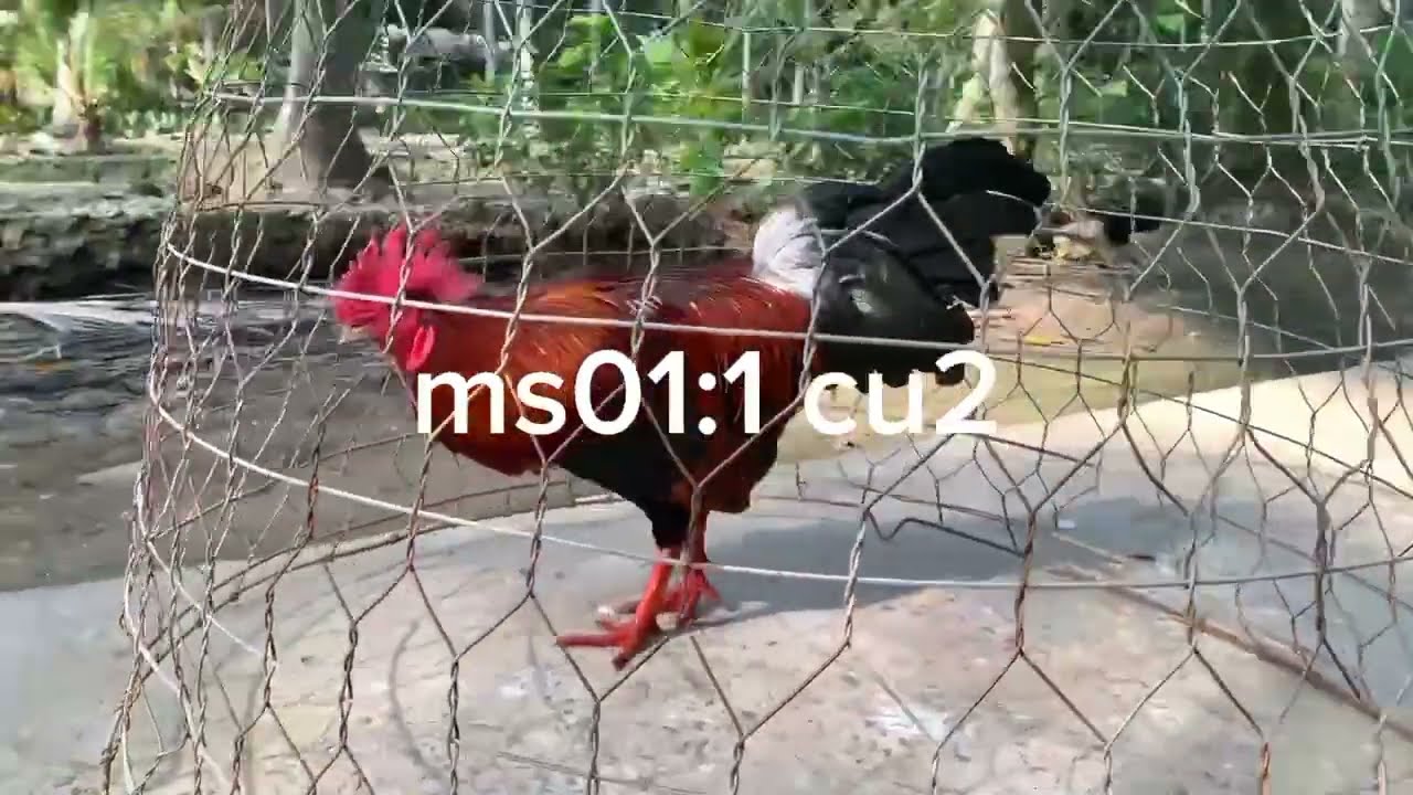 17/1/2026.top5 chú gà sinh vien lh:@373.836.628 