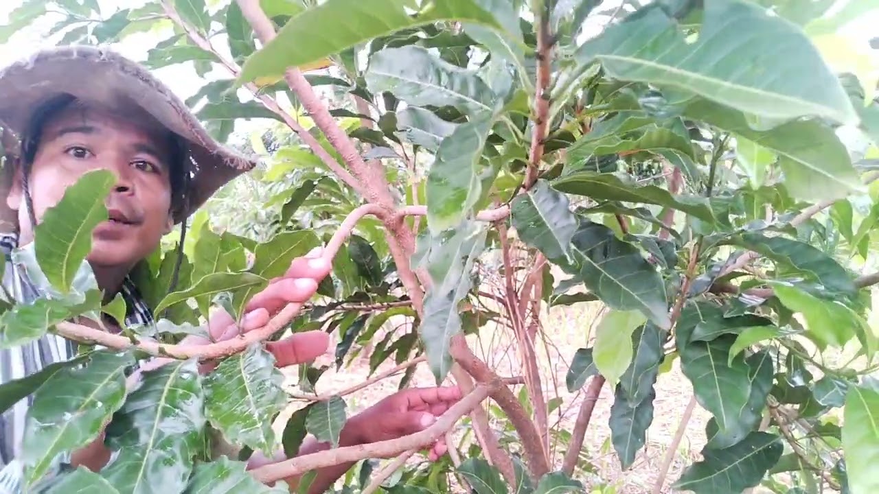 របៀបផ្សាំមែកក្រូចថ្លុង និងមែកទឹកដោះគោតៃវ៉ាន់