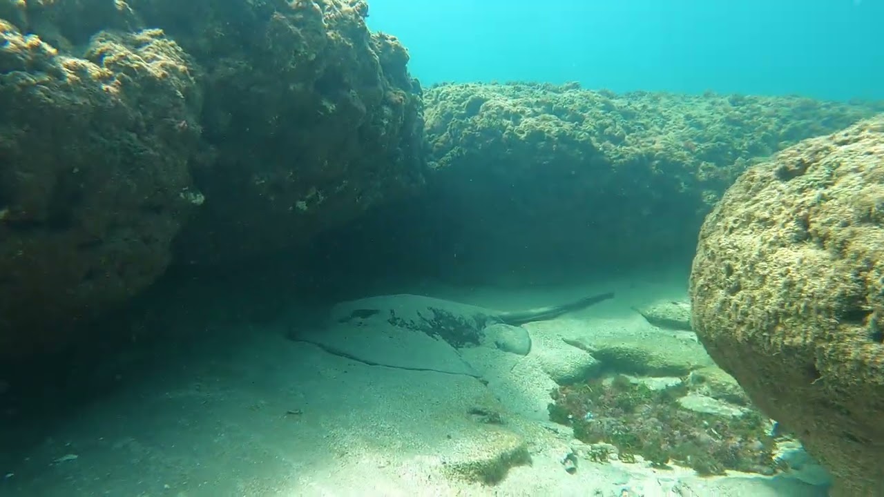 🐢❤🌊 מחבטנית הריונית ענקית