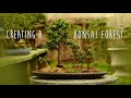 Creating a Portulacaria afra Forest Bonsai - Little Jade Bonsai