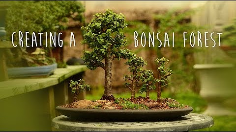 Creating a Portulacaria afra Forest Bonsai - Little Jade Bonsai