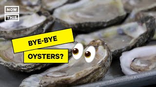 Bye-Bye, Oysters? Why Texas Harvests Are Growing Smaller